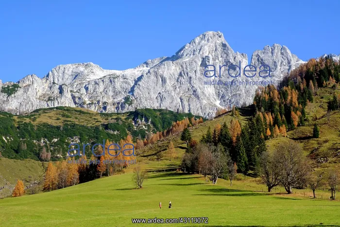 : Dachstein from Hinterwinkl, Gosaukamm, Dachstein : Dachstein from Hinterwinkl, Gosaukamm, Dachstein