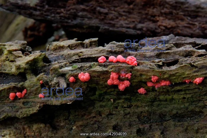 : Dacrymyces stillatus - Found on damp & decaying : Dacrymyces stillatus - Found on damp & decaying