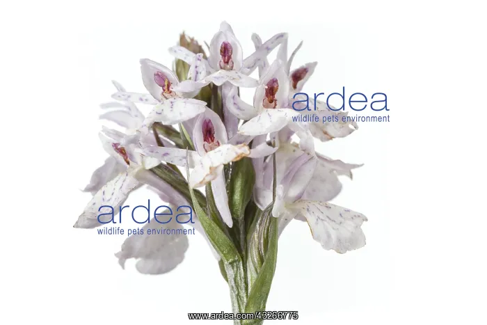: Dactylorhiza ericetorum - on white - Galicia, Spain : Dactylorhiza ericetorum - on white - Galicia, Spain