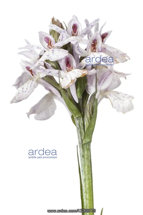  : Dactylorhiza ericetorum - on white - Galicia, Spain