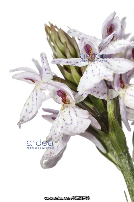 : Dactylorhiza ericetorum - on white - Galicia, Spain : Dactylorhiza ericetorum - on white - Galicia, Spain