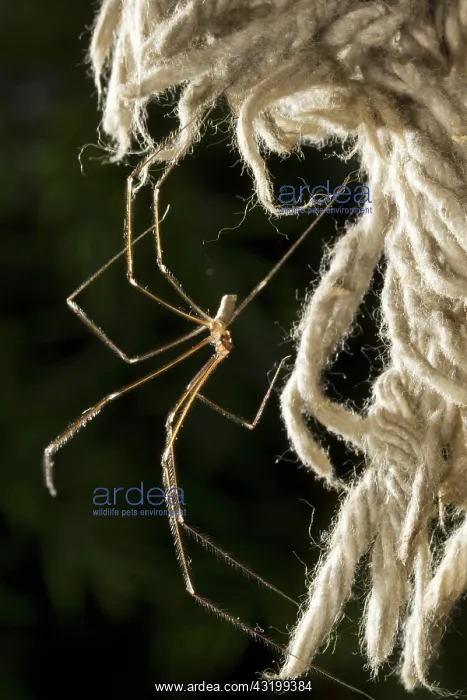 : Daddy Long-legs Spider : Daddy Long-legs Spider