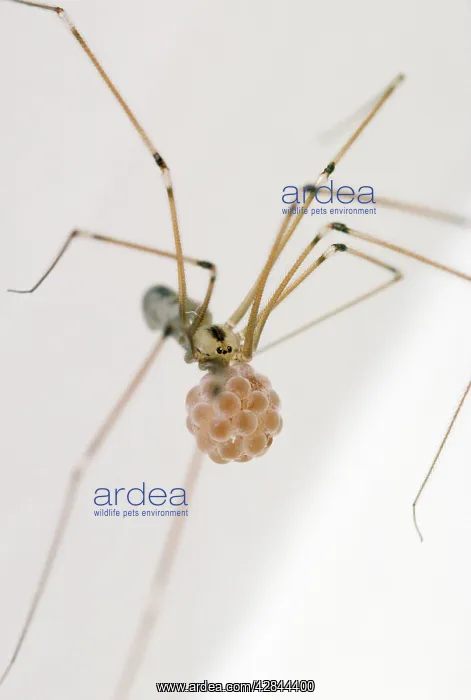 : Daddy Long Legs Spider - female with egg sac : Daddy Long Legs Spider - female with egg sac