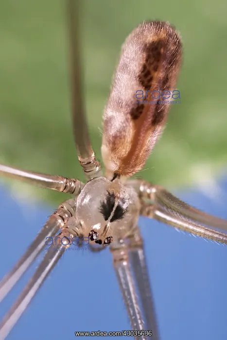 : Daddy Long-legs Spider, Norfolk UK : Daddy Long-legs Spider, Norfolk UK
