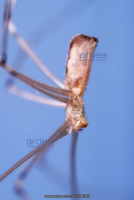  : Daddy Long-legs Spider, Norfolk UK
