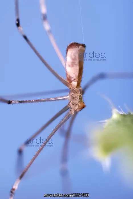  : Daddy Long-legs Spider, Norfolk UK