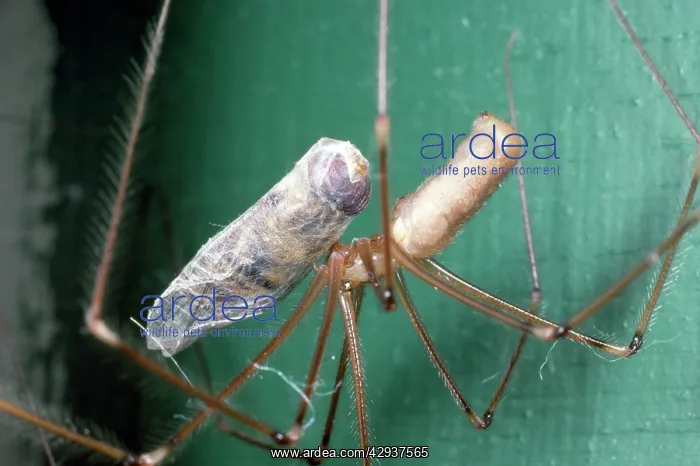: Daddy-long-legs Spider - with prey : Daddy-long-legs Spider - with prey