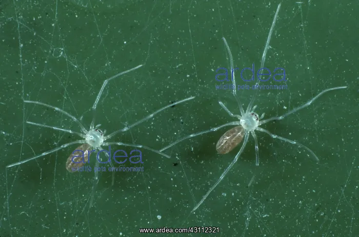 : Daddy long legs spiderlings : Daddy long legs spiderlings