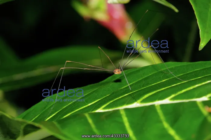 : Daddy longlegs : Daddy longlegs