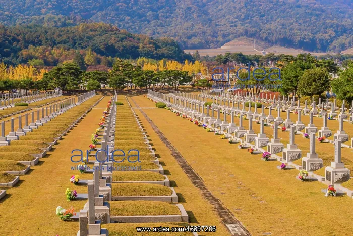 : Daejeon, South Korea, November 3, 2019: Grass turning : Daejeon, South Korea, November 3, 2019: Grass turning