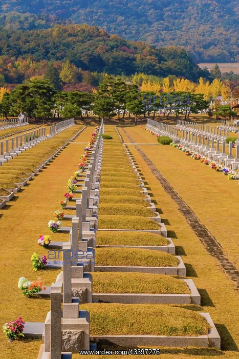 : Daejeon, South Korea, November 3, 2019: Grass turning : Daejeon, South Korea, November 3, 2019: Grass turning