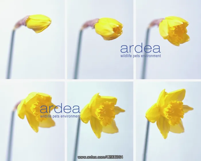 : Daffodil, Narcissus : Daffodil, Narcissus