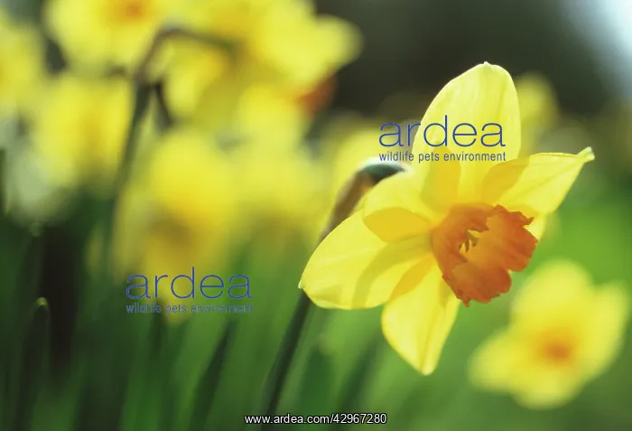 : Daffodil, Narcissus Barrett Browning : Daffodil, Narcissus Barrett Browning