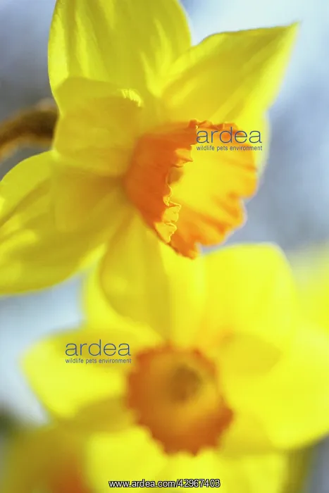 : Daffodil, Narcissus Barrett Browning : Daffodil, Narcissus Barrett Browning