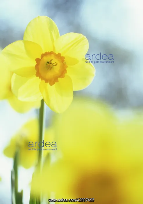 : Daffodil, Narcissus Barrett Browning : Daffodil, Narcissus Barrett Browning