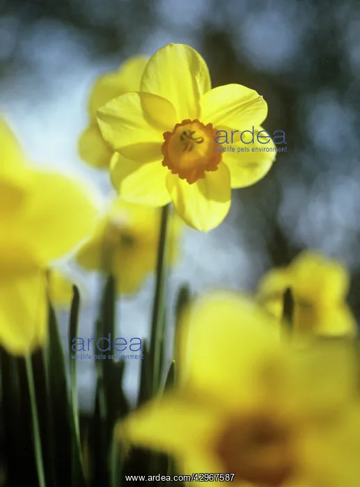 : Daffodil, Narcissus Barrett Browning : Daffodil, Narcissus Barrett Browning