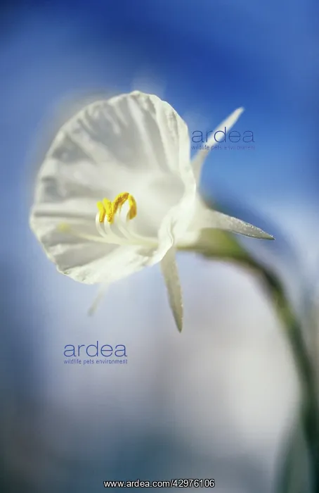 : Daffodil, Petticoat daffodil, Narcissus bulbicodium : Daffodil, Petticoat daffodil, Narcissus bulbicodium