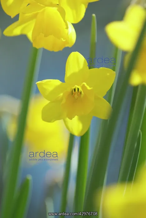 : Daffodil, Narcissus Tete-a-Tete : Daffodil, Narcissus Tete-a-Tete