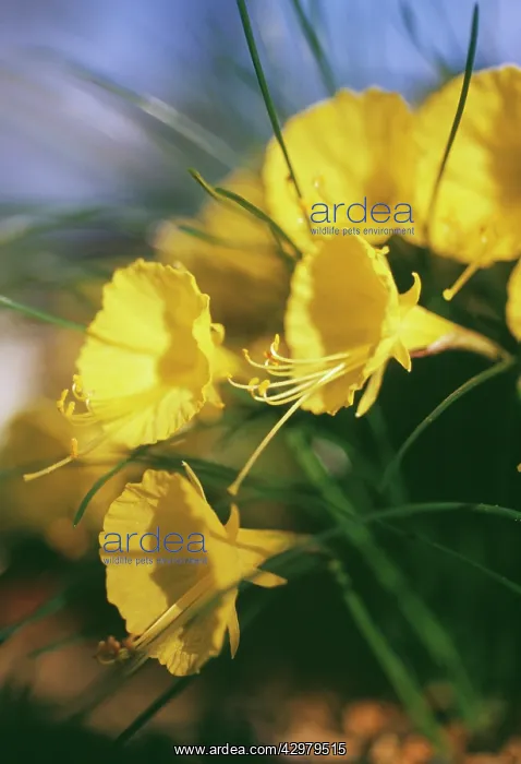 : Daffodil, Petticoat daffodil, Narcissus bulbicodium : Daffodil, Petticoat daffodil, Narcissus bulbicodium