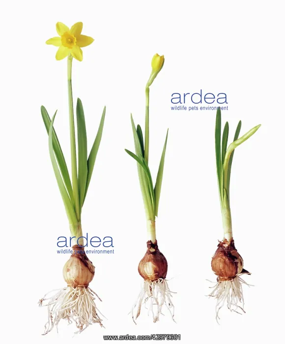  : Daffodil, Narcissus Tete-a-Tete