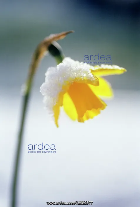  : Daffodil, Narcissus Tete-a-Tete