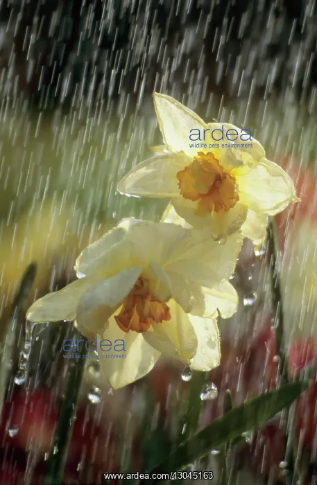 : Daffodil, Narcissus : Daffodil, Narcissus