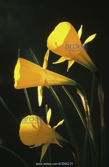 : Daffodil, Petticoat daffodil, Meconopsis cambrica : Daffodil, Petticoat daffodil, Meconopsis cambrica