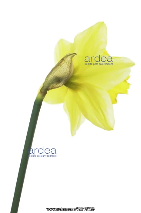 : Daffodil, Narcissus