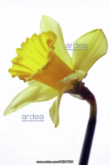: Daffodil, Narcissus pseudonarcissus : Daffodil, Narcissus pseudonarcissus