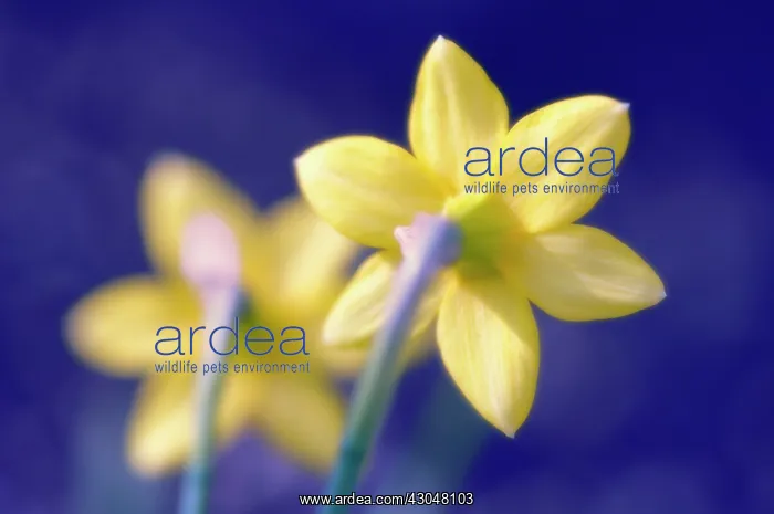  : Daffodil, Narcissus