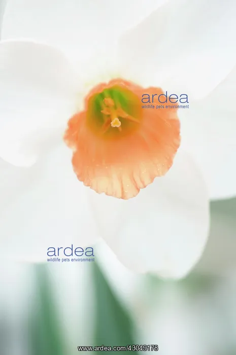 : Daffodil, Narcissus Diamond Jubilee. develped especially for the Queens : Daffodil, Narcissus Diamond Jubilee. develped especially for the Queens
