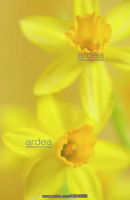 : Daffodil, Narcissus Tete-a-Tete : Daffodil, Narcissus Tete-a-Tete