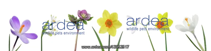 : Daffodil, Narcissus : Daffodil, Narcissus