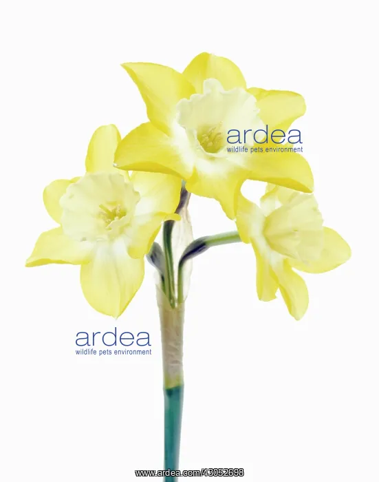 : Daffodil, Narcissus : Daffodil, Narcissus
