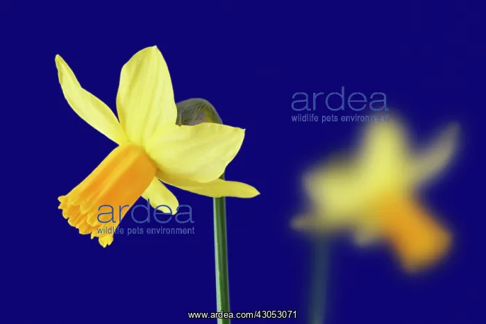 : Daffodil, Narcissus : Daffodil, Narcissus