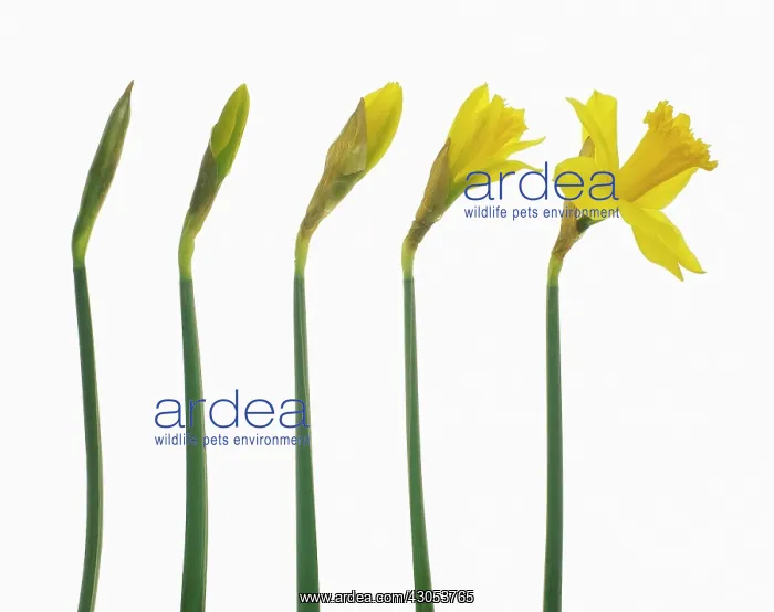 : Daffodil, Narcissus