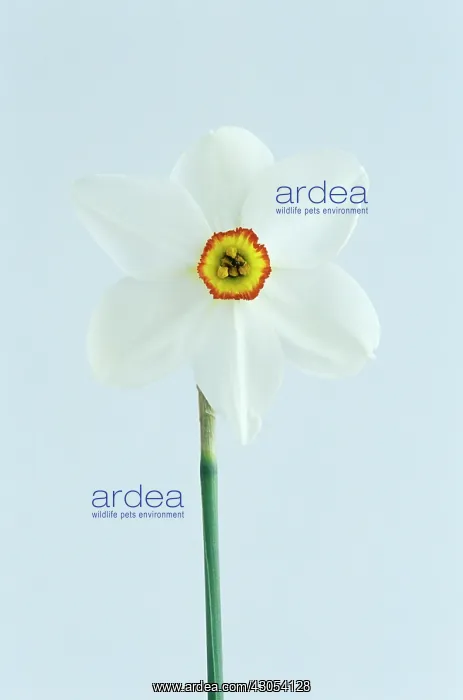 : Daffodil, Narcissus actaea : Daffodil, Narcissus actaea