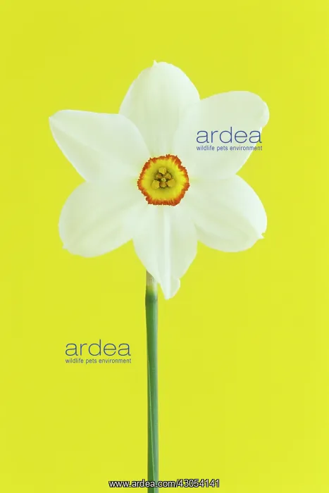 : Daffodil, Narcissus actaea : Daffodil, Narcissus actaea