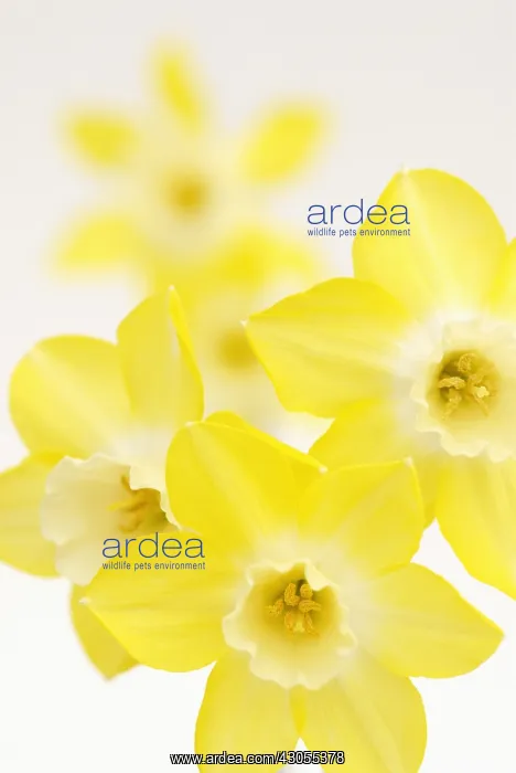 : Daffodil, Narcissus Pipit : Daffodil, Narcissus Pipit