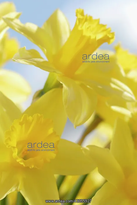 : Daffodil, Narcissus : Daffodil, Narcissus