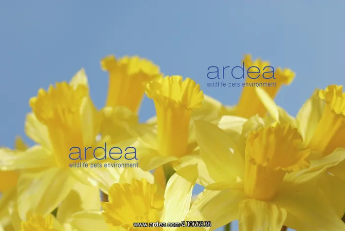 : Daffodil, Narcissus : Daffodil, Narcissus