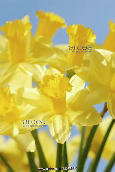 : Daffodil, Narcissus : Daffodil, Narcissus