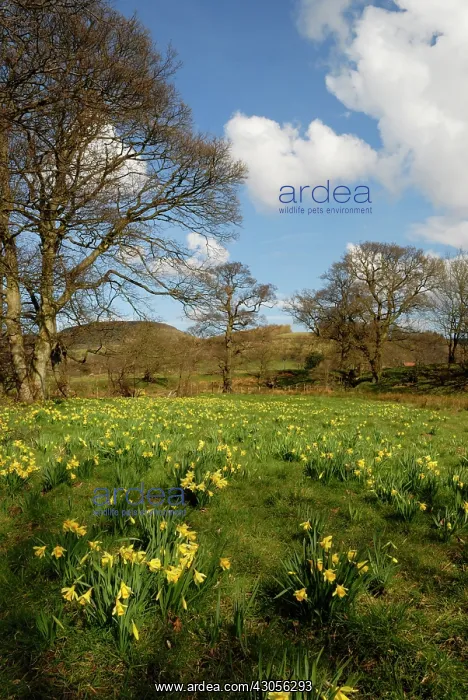: Daffodil, Narcissus pseudonarcissus : Daffodil, Narcissus pseudonarcissus