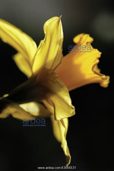 : Daffodil, Narcissus : Daffodil, Narcissus