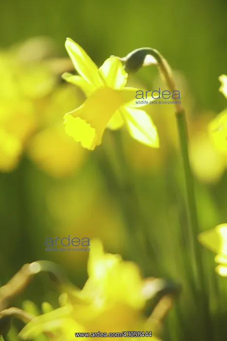: Daffodil, Narcissus : Daffodil, Narcissus