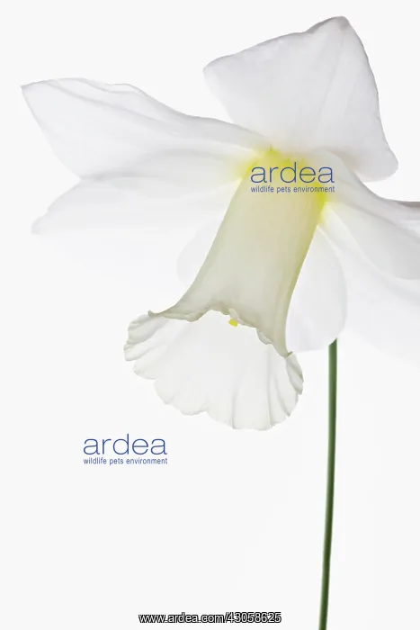  : Daffodil, Narcissus