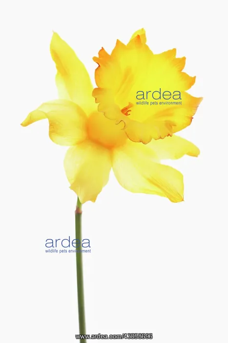 : Daffodil, Narcissus : Daffodil, Narcissus