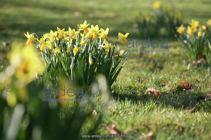 : Daffodil, Narcissus : Daffodil, Narcissus