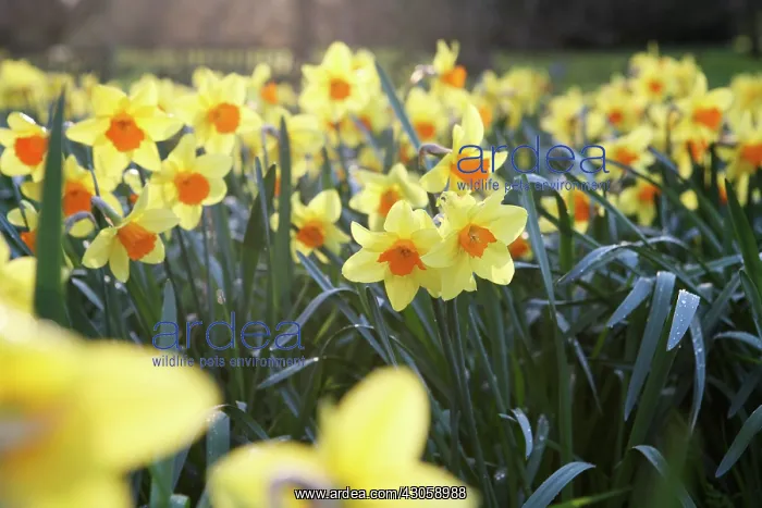 : Daffodil, Narcissus : Daffodil, Narcissus