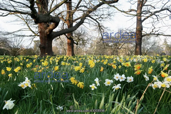 : Daffodil, Narcissus : Daffodil, Narcissus